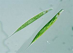 Euglena acus